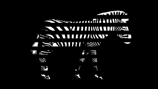 Ist das Zebra ein schwarzes Tier mit weißen Streifen oder ein weißes Tier mit schwarzen Streifen?
